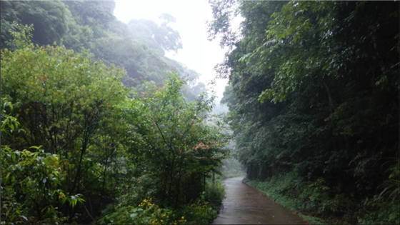 西源的石峡林